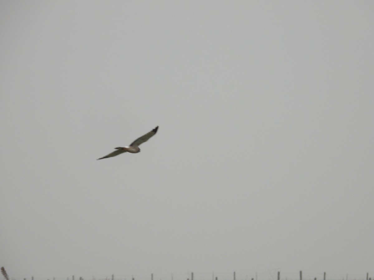 Northern Harrier - ML646722615
