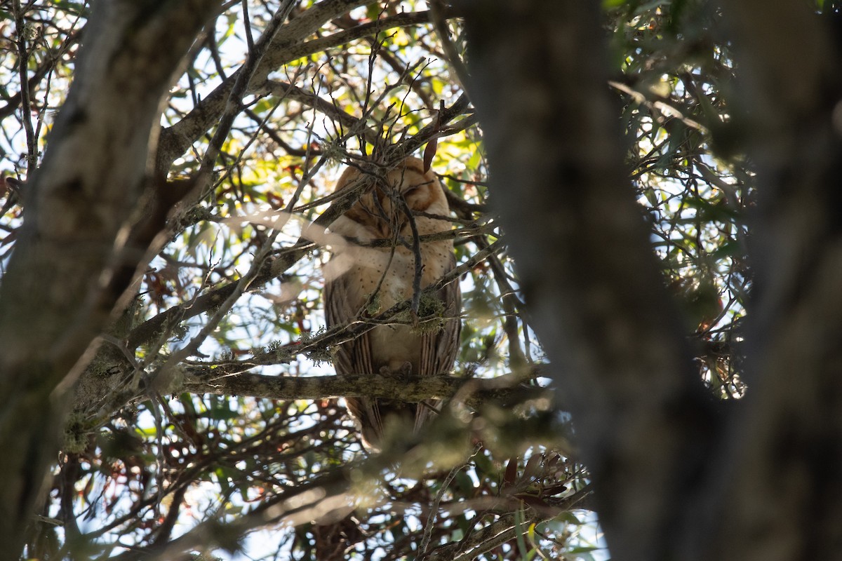 Amerikaschleiereule - ML646722616