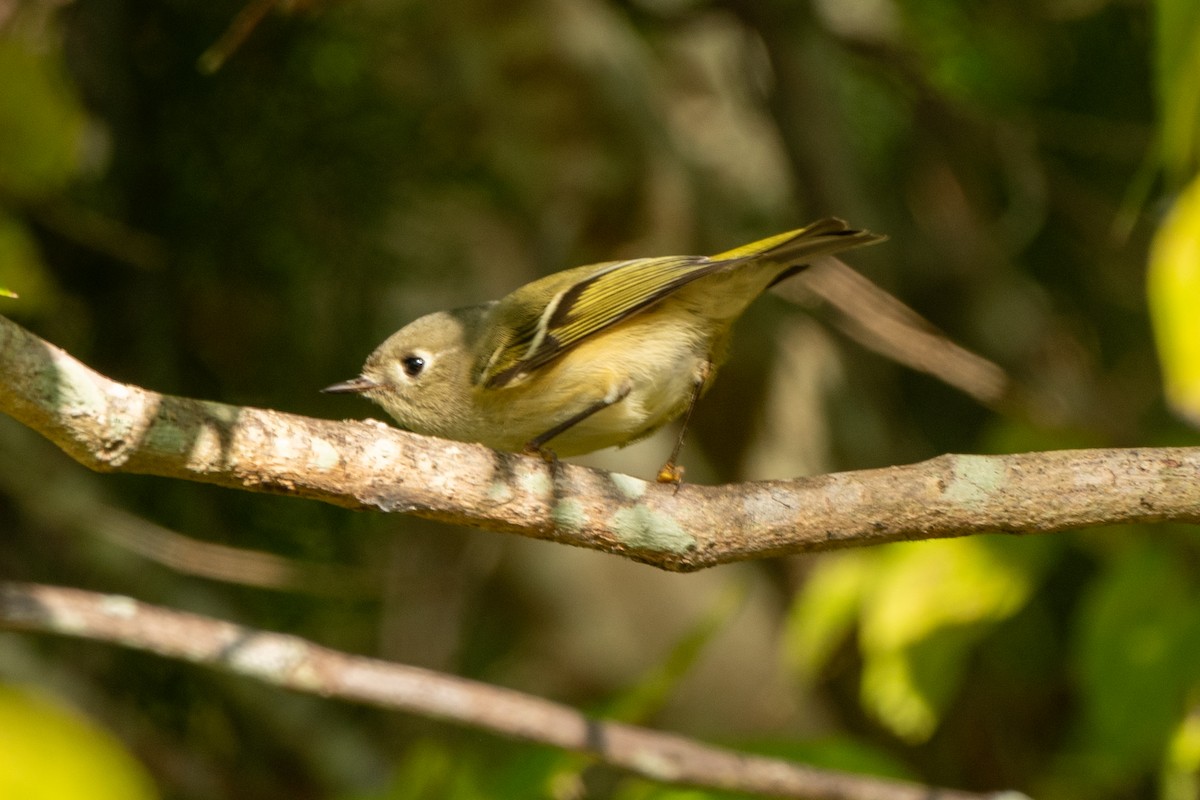 Ruby-crowned Kinglet - ML646722617