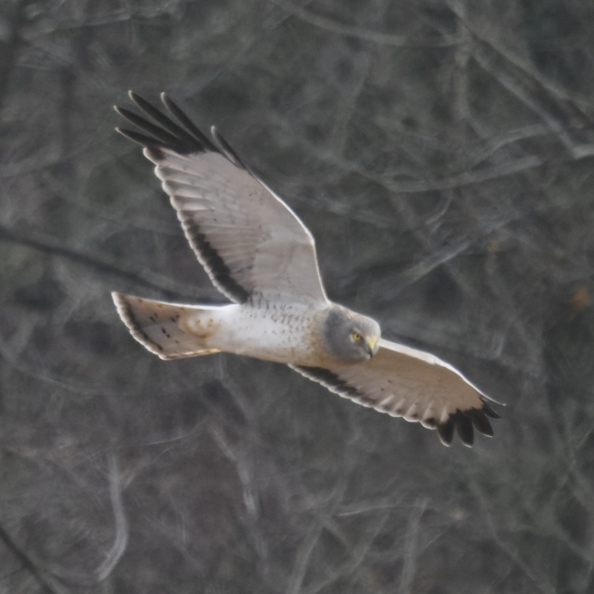 Northern Harrier - ML646722618