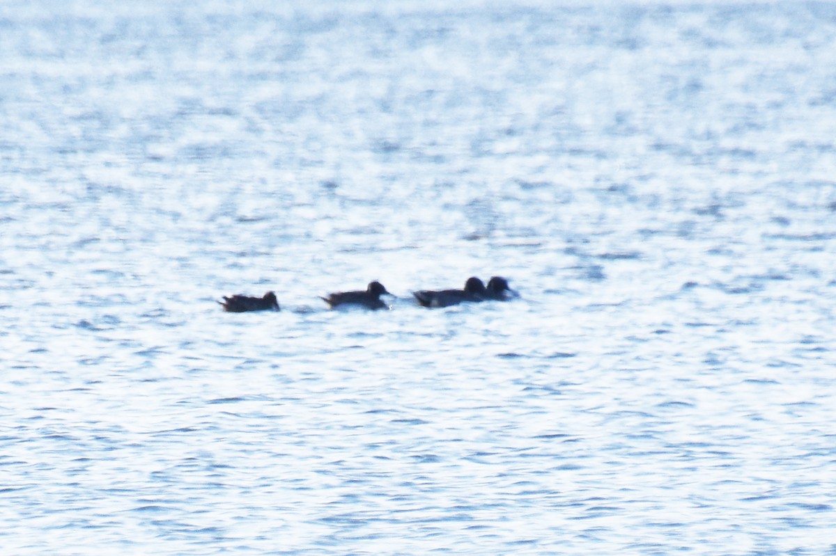 Шилохвость - ML646722620