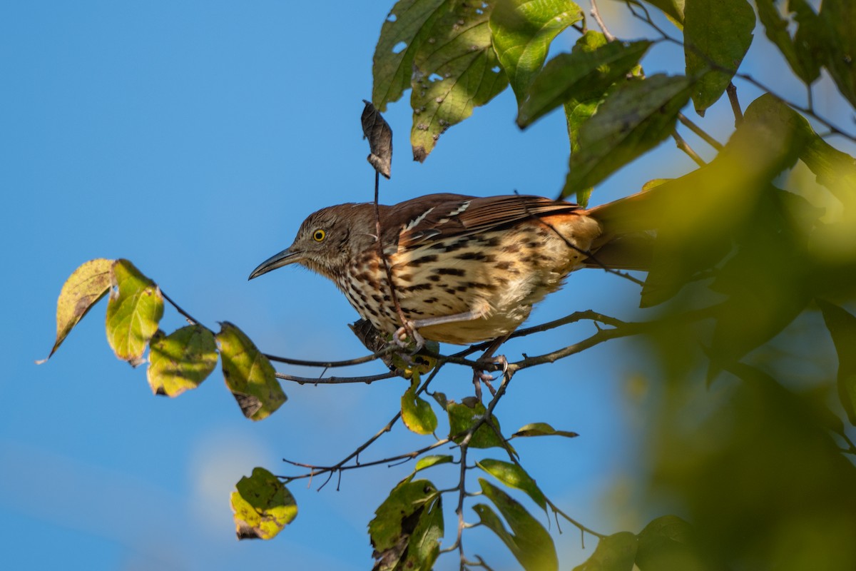 Brown Thrasher - ML646722623