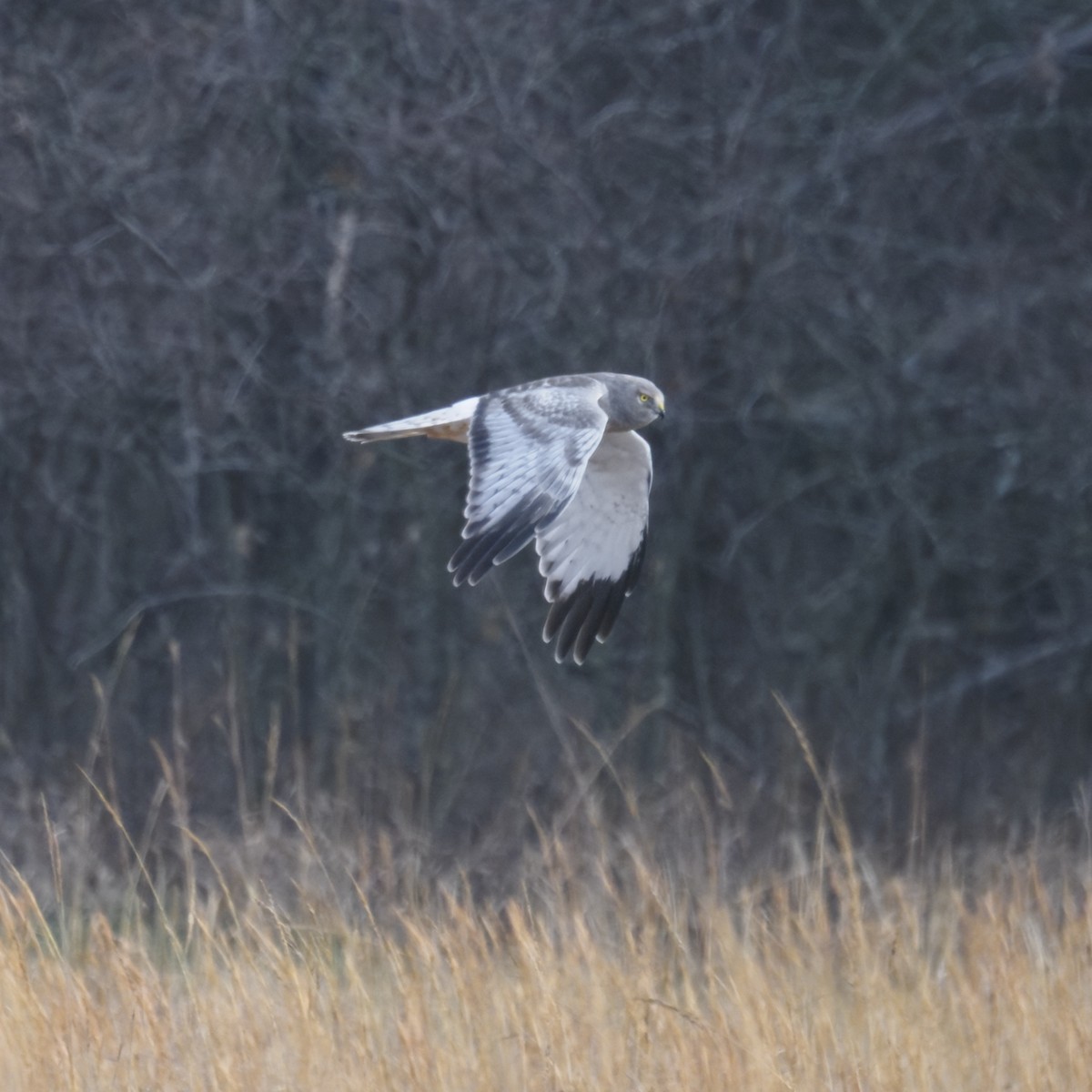 Northern Harrier - ML646722626