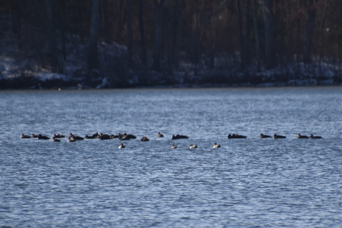 Американская кряква - ML646722627