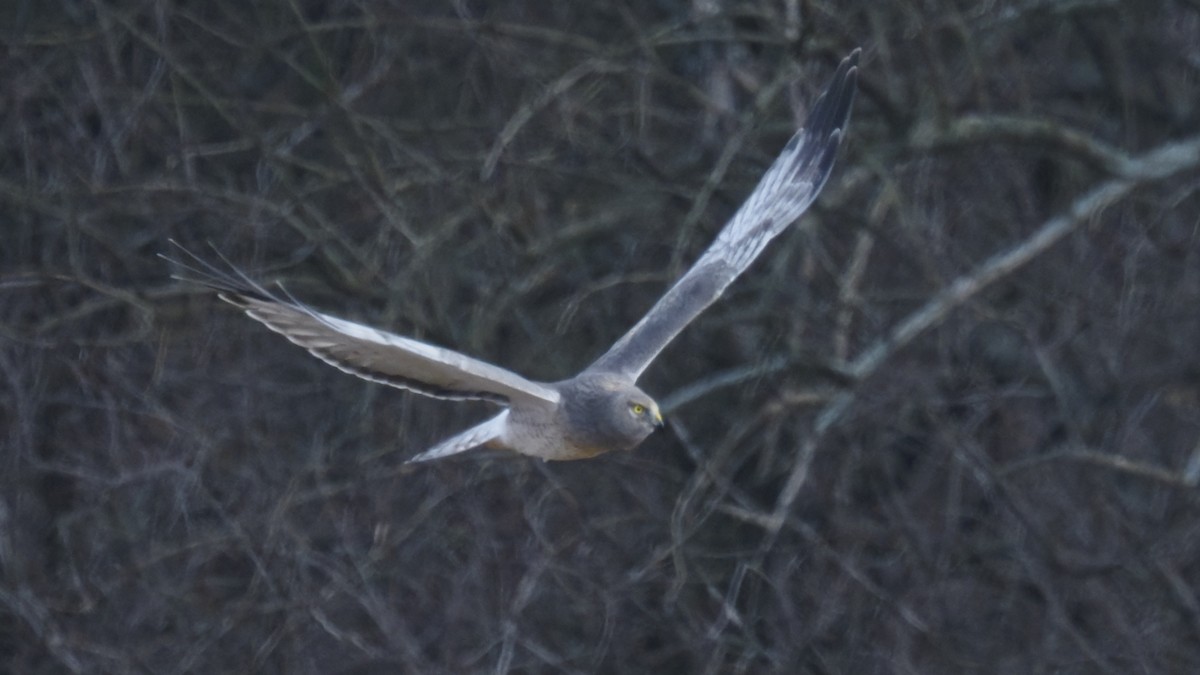 Northern Harrier - ML646722628
