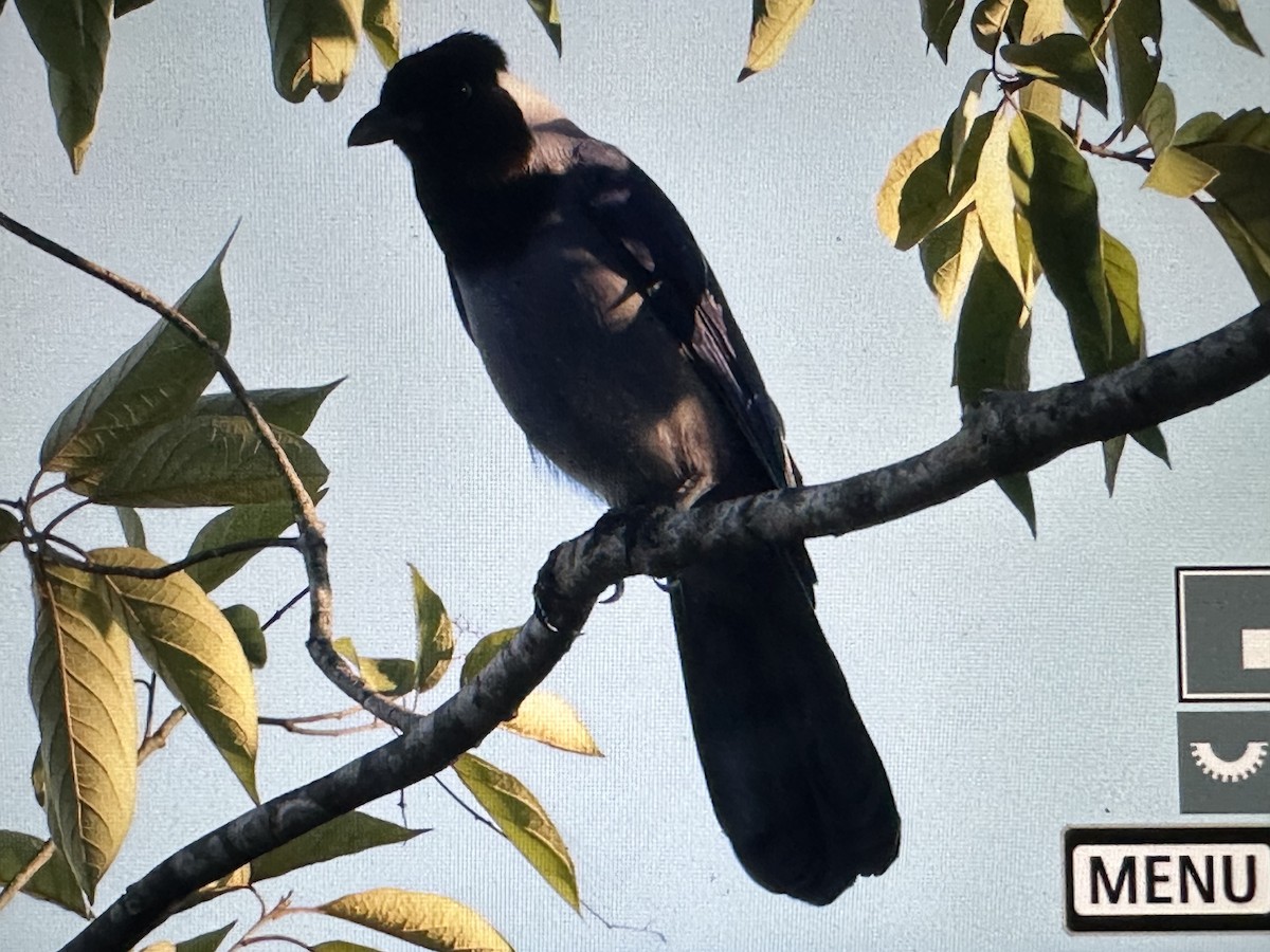 Vişneçürüğü Mavi Karga - ML646722629