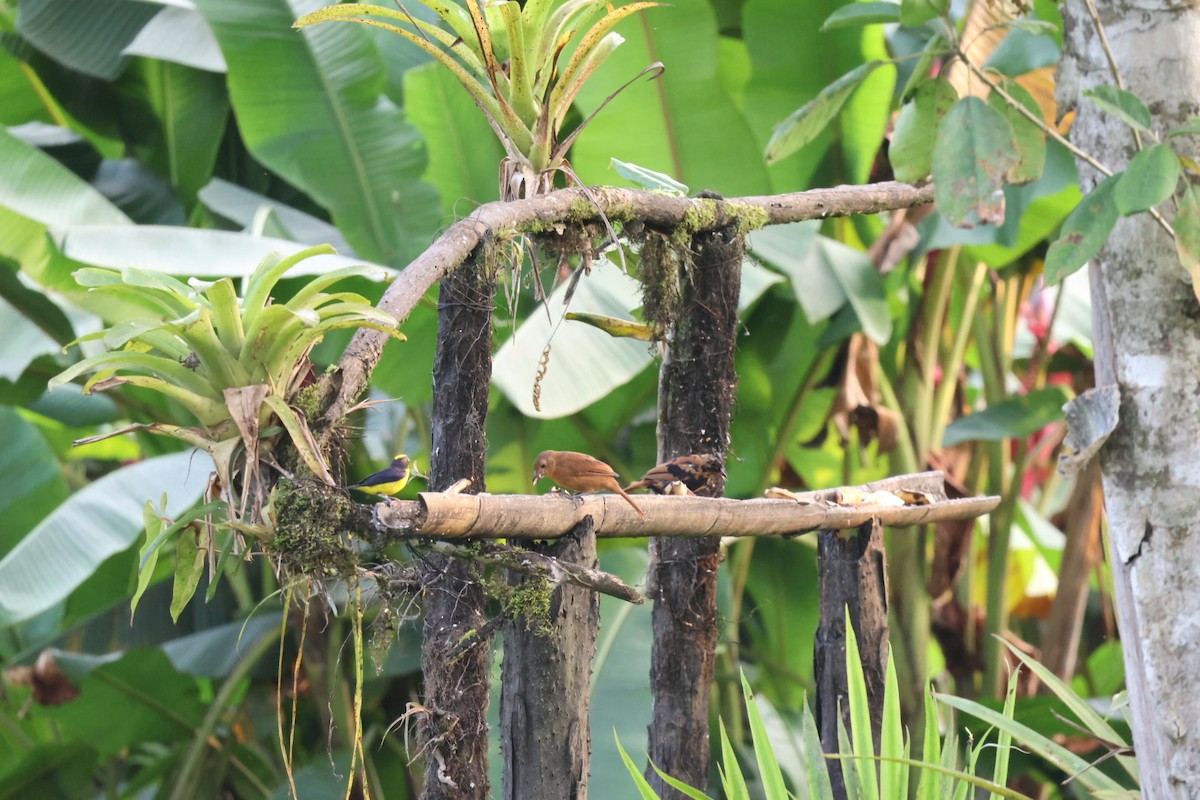 Thick-billed Euphonia - ML646722630