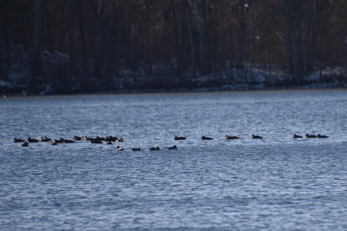 Американская кряква - ML646722631