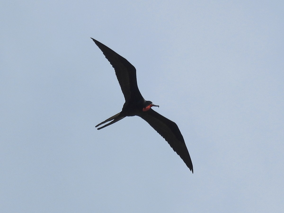 Magnificent Frigatebird - ML646722633