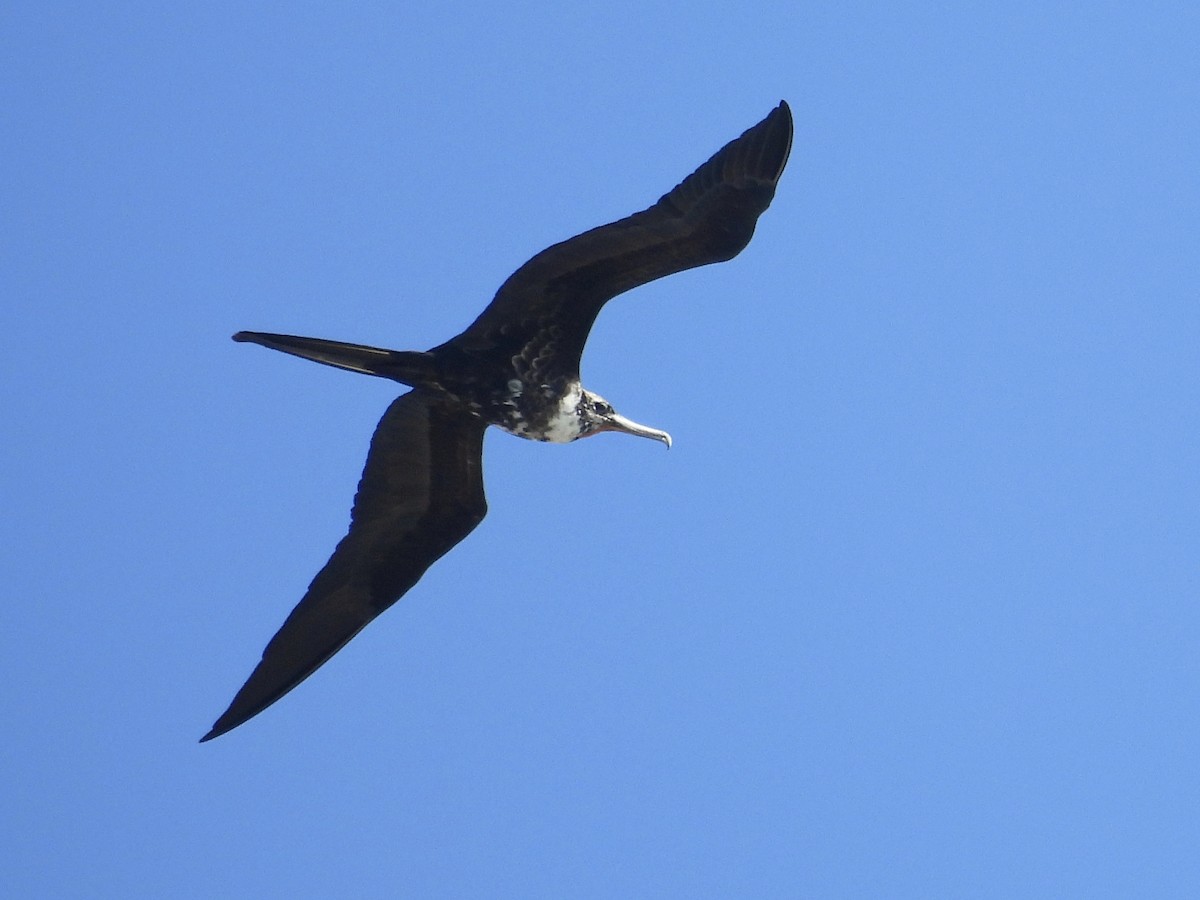 Magnificent Frigatebird - ML646722634