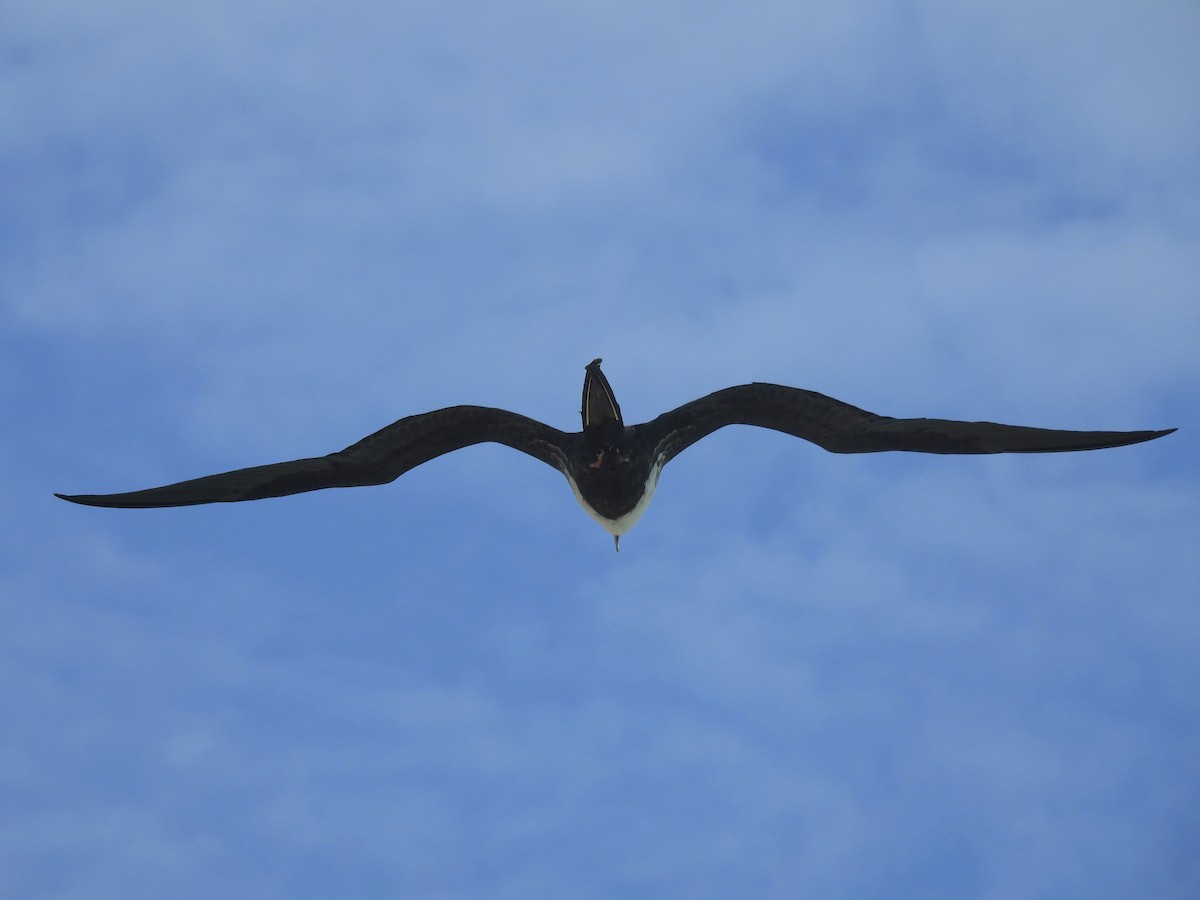 Magnificent Frigatebird - ML646722635