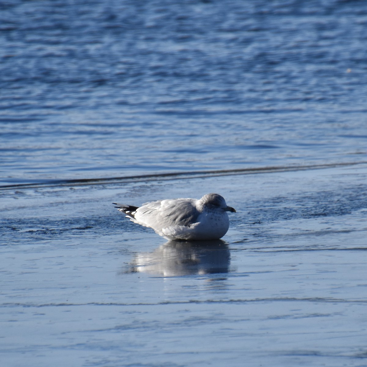 Делавэрская чайка - ML646722636