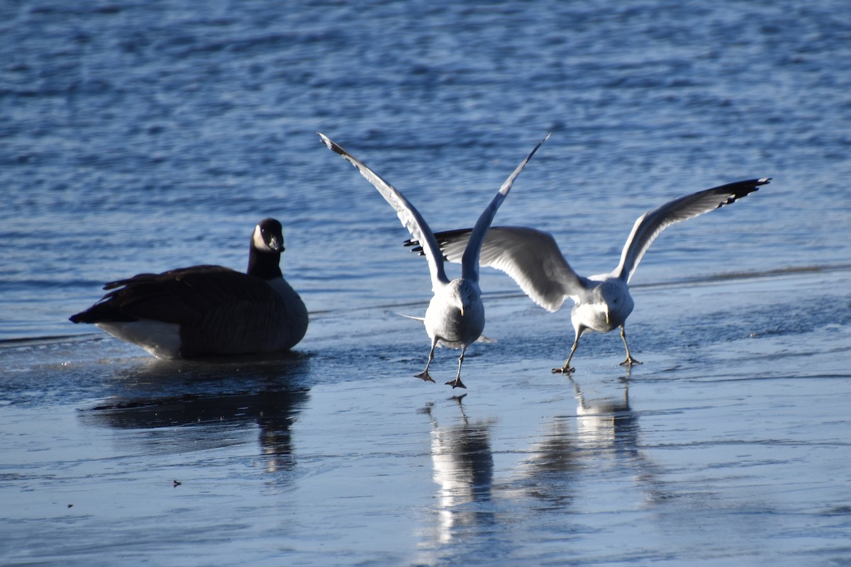Делавэрская чайка - ML646722637