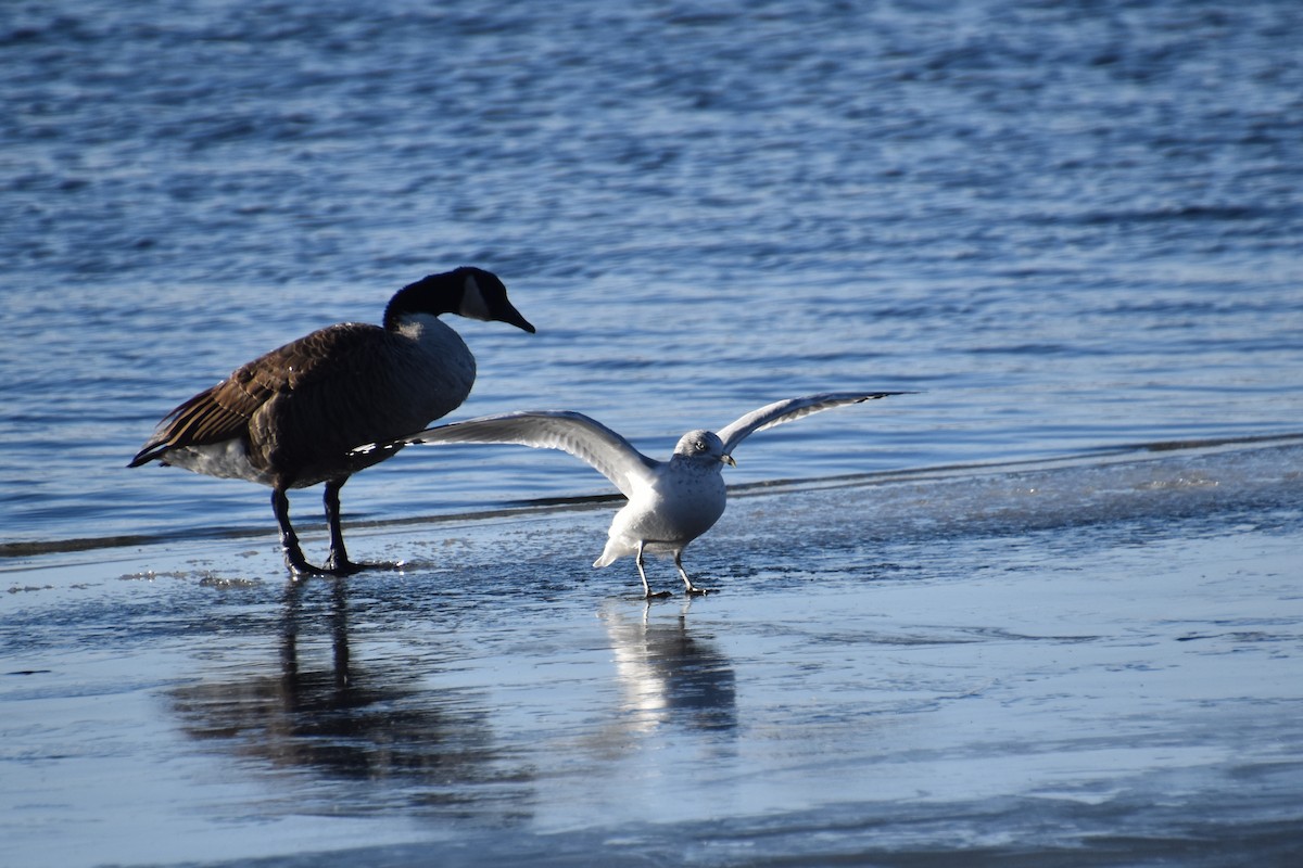 Делавэрская чайка - ML646722638