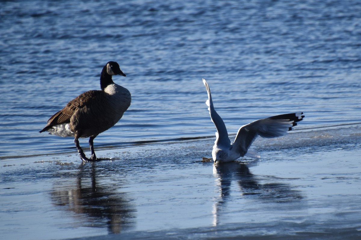 Делавэрская чайка - ML646722639