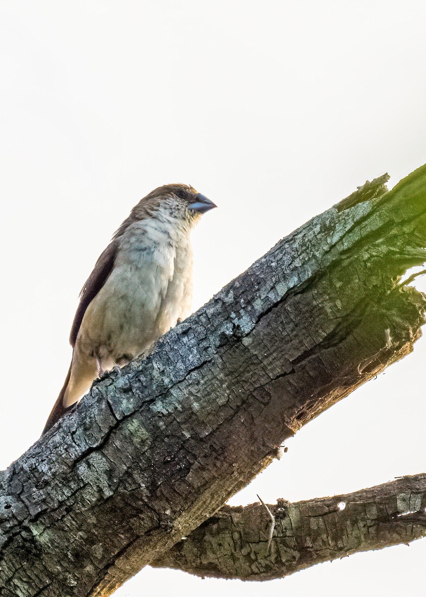 Indian Silverbill - ML646722640