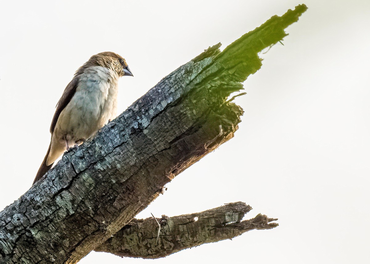 Indian Silverbill - ML646722641