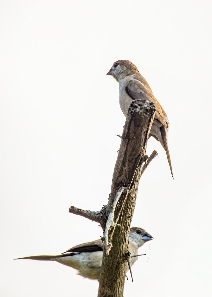 Indian Silverbill - ML646722642