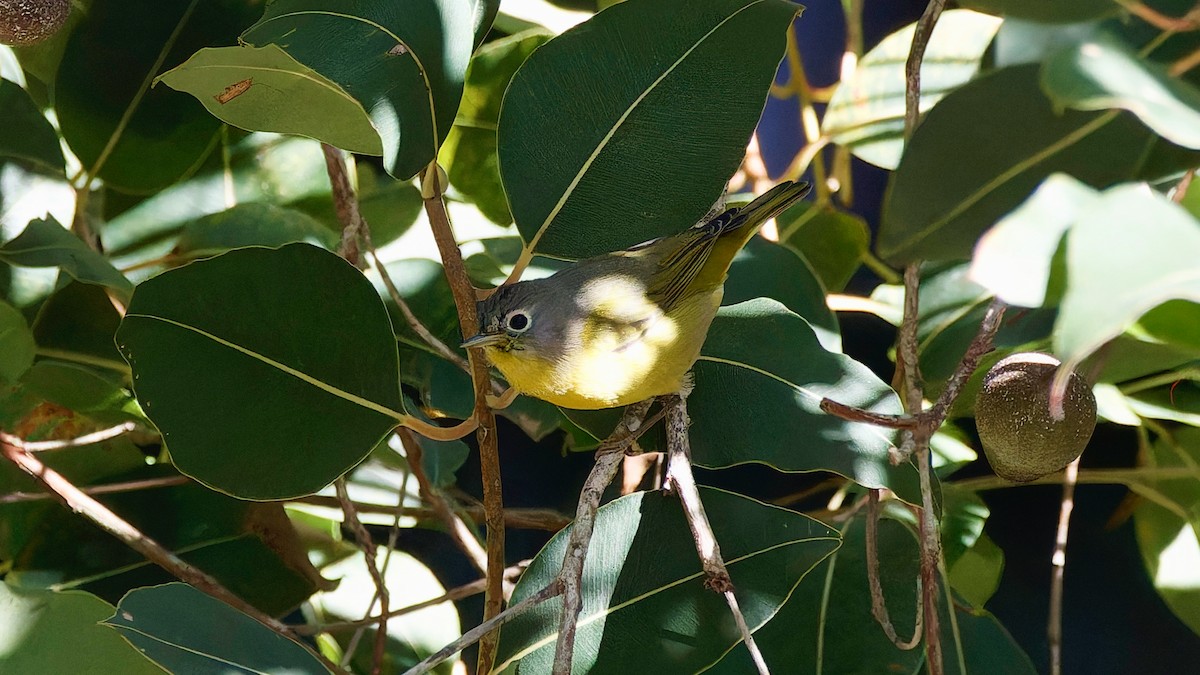 lesňáček rezavokorunkatý - ML646722643