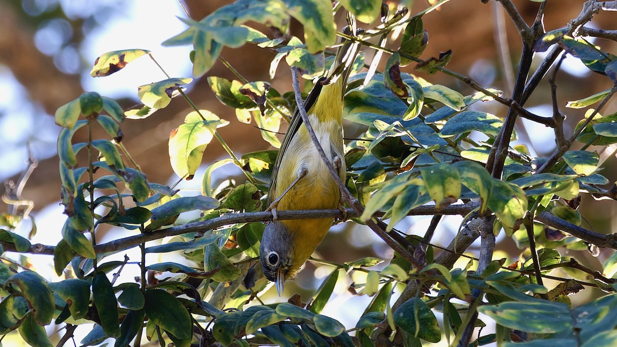 lesňáček rezavokorunkatý - ML646722644