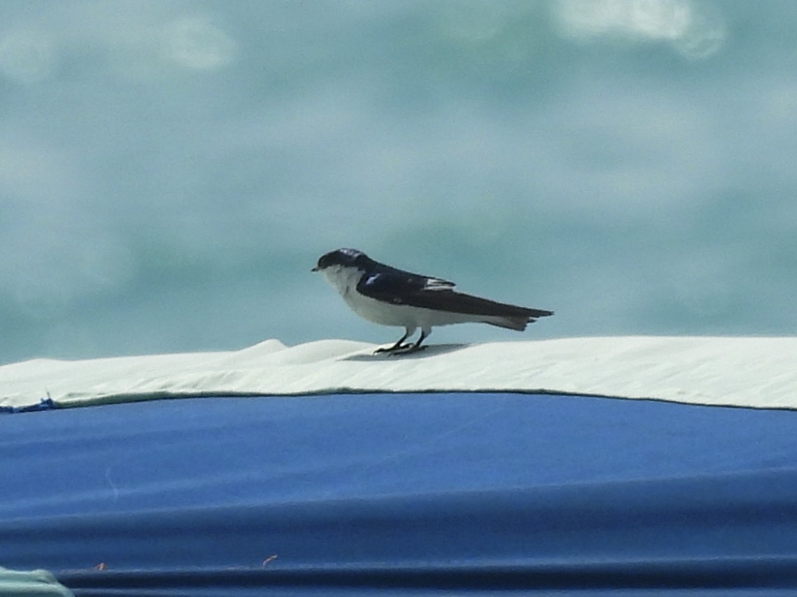 White-winged Swallow - ML646722645