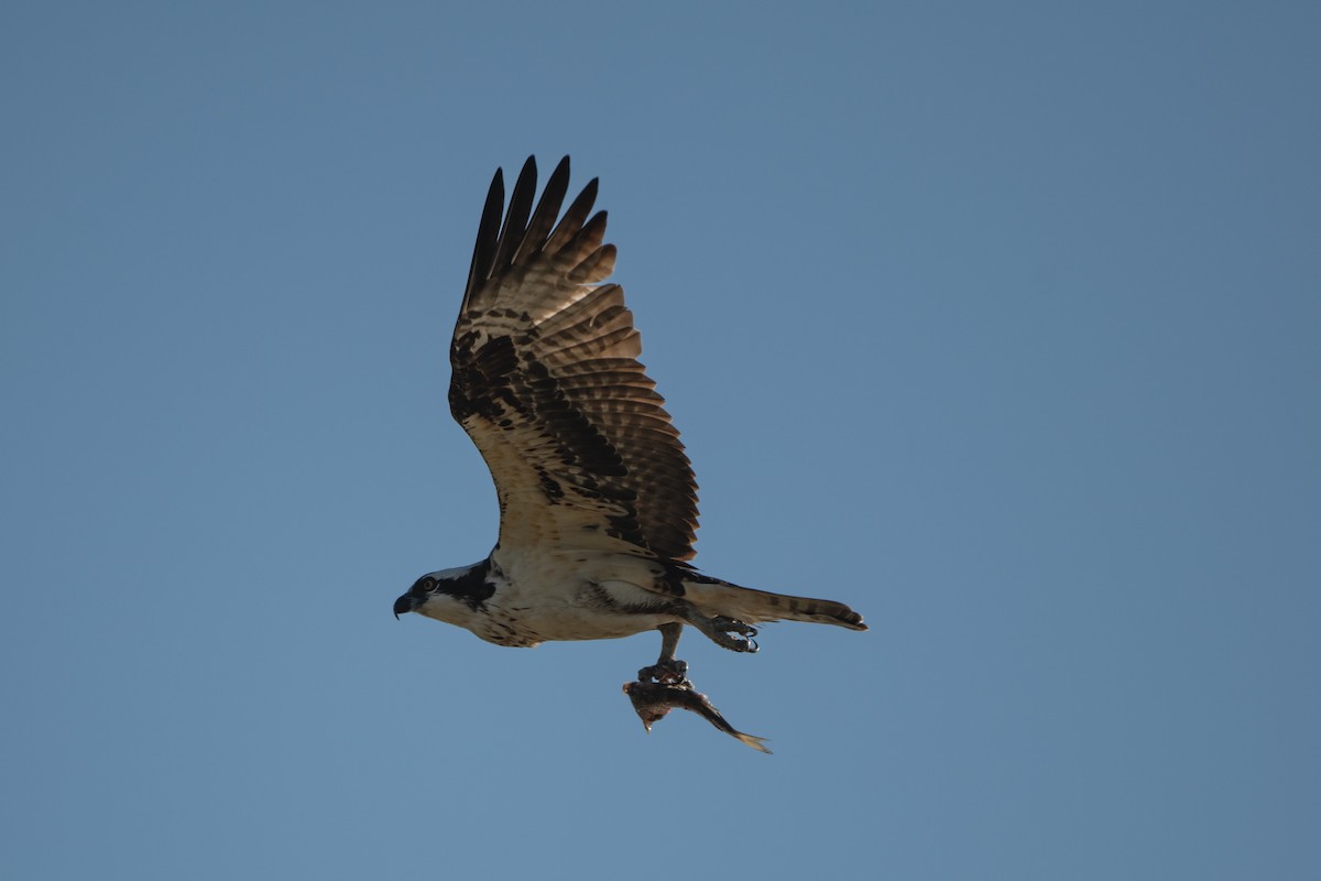 Osprey - ML646722647