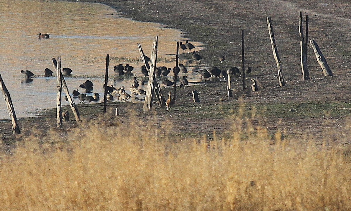 Розовоногая древесная утка - ML646722648