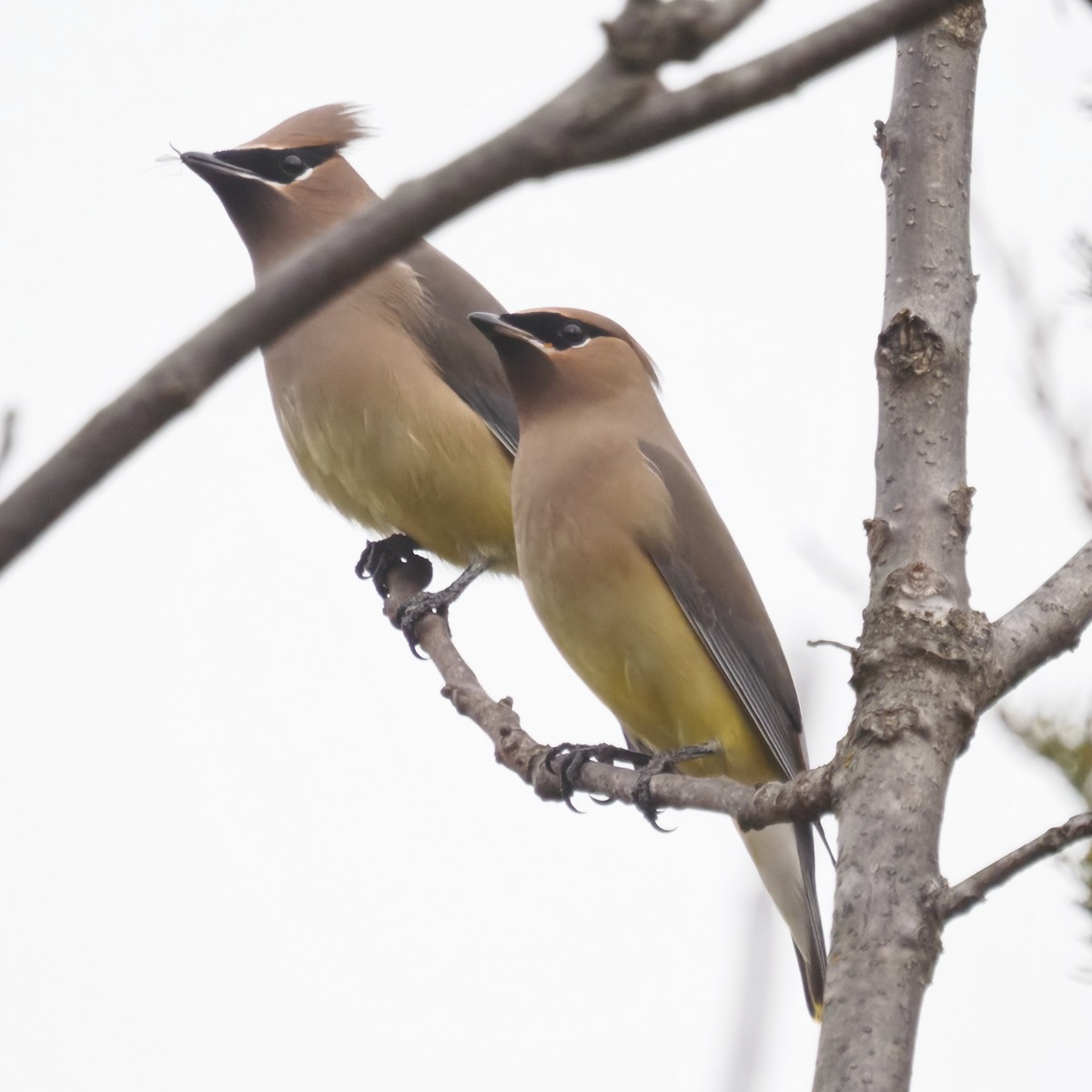 Cedar Waxwing - ML646722650