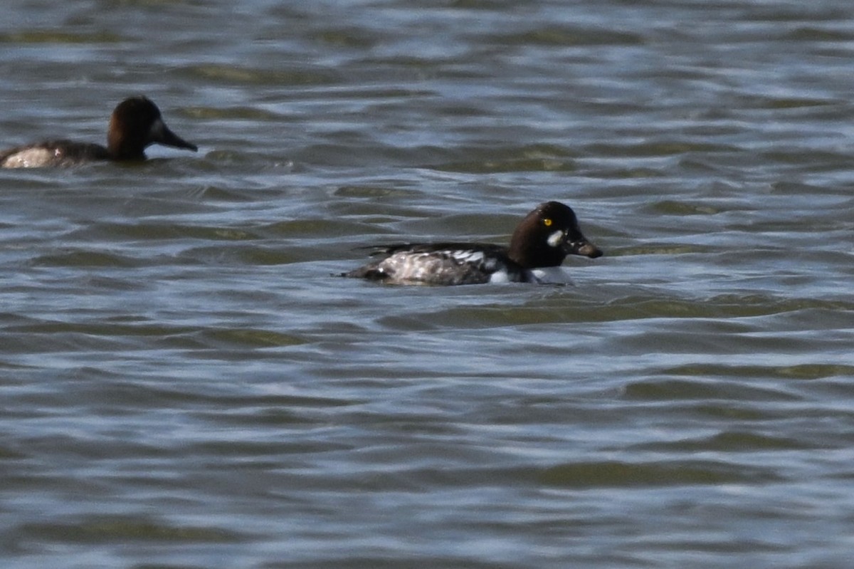 ホオジロガモ - ML646722655