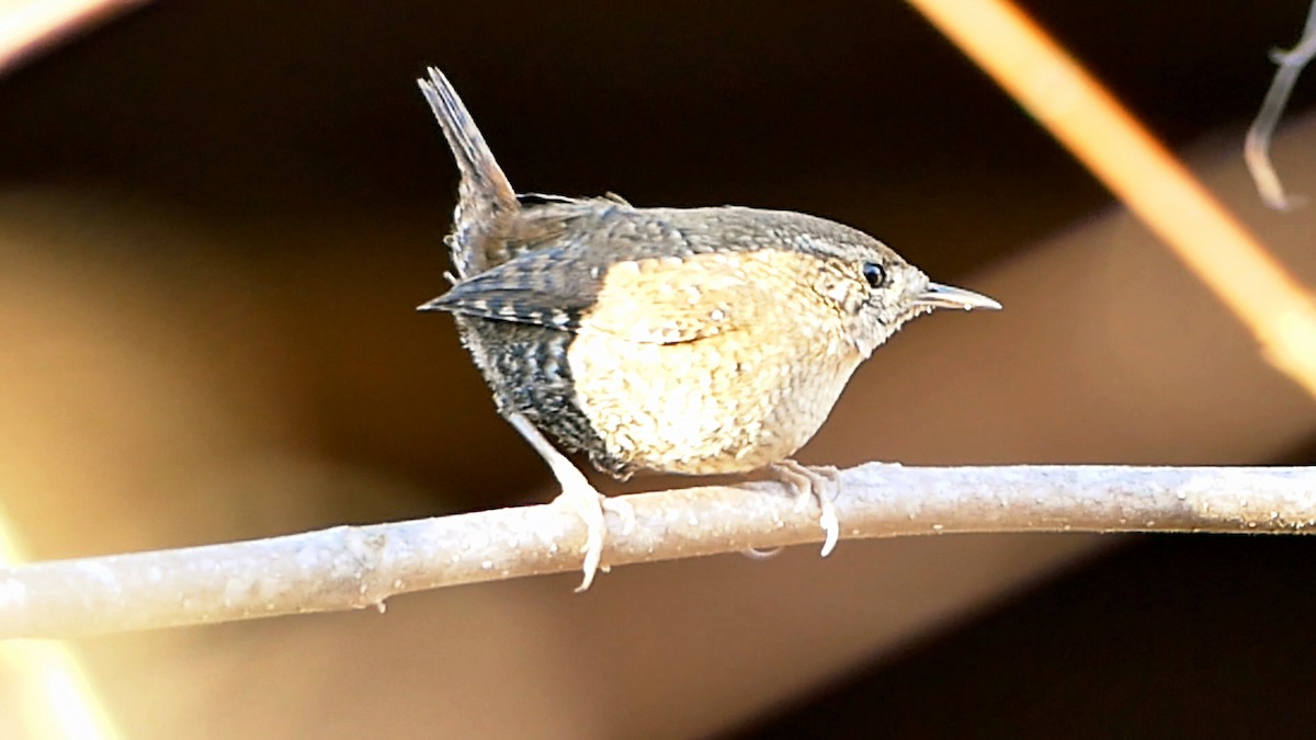 フユミソサザイ - ML646722660