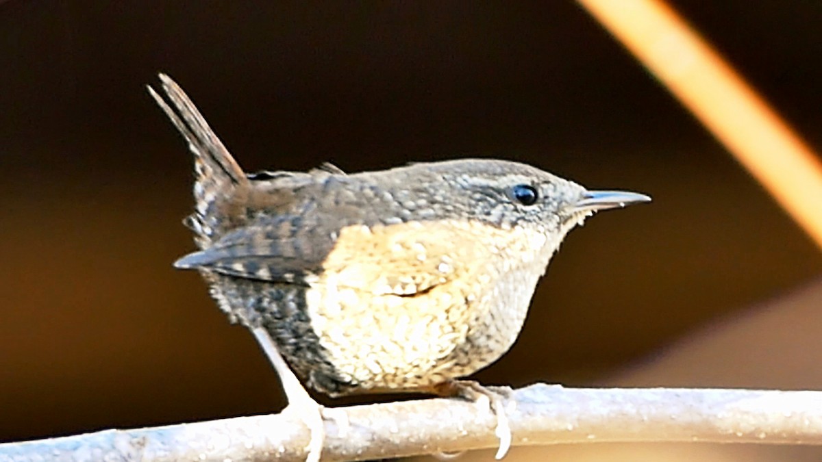 フユミソサザイ - ML646722661