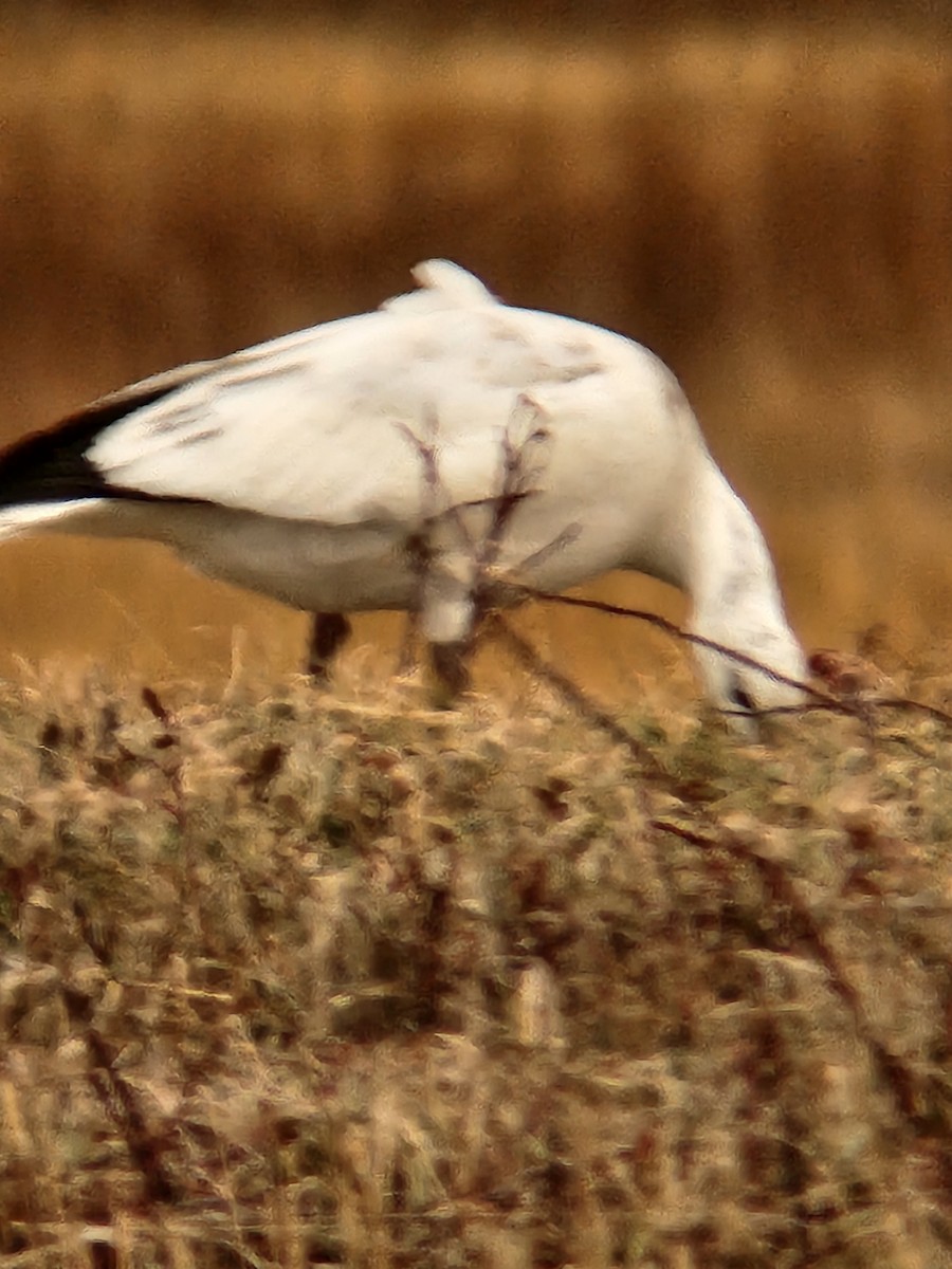 Ross's Goose - ML646722662