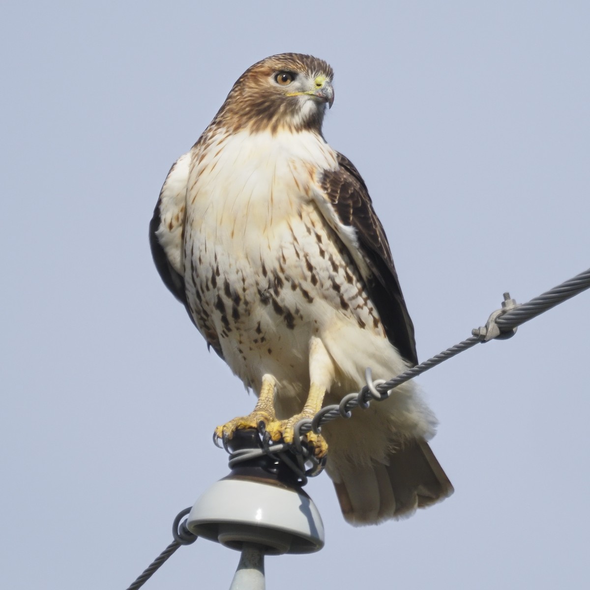 Red-tailed Hawk - ML646722664