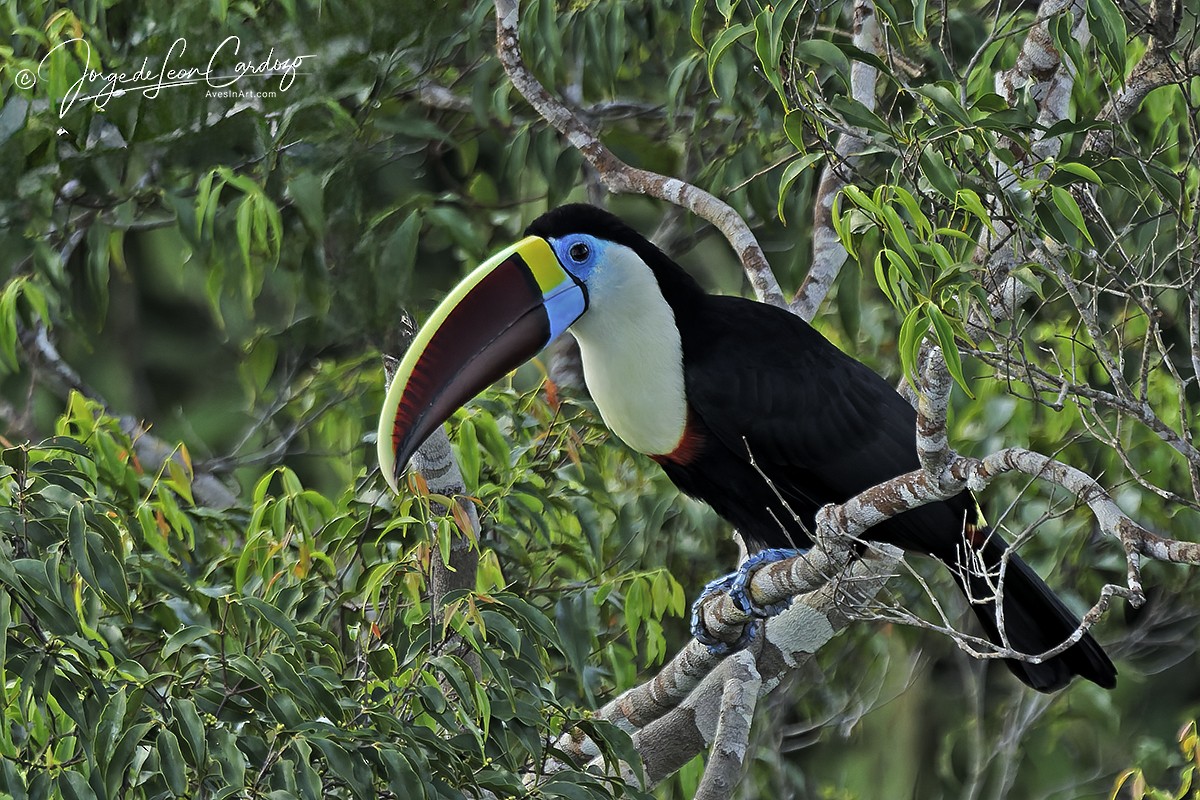 White-throated Toucan - ML646722665