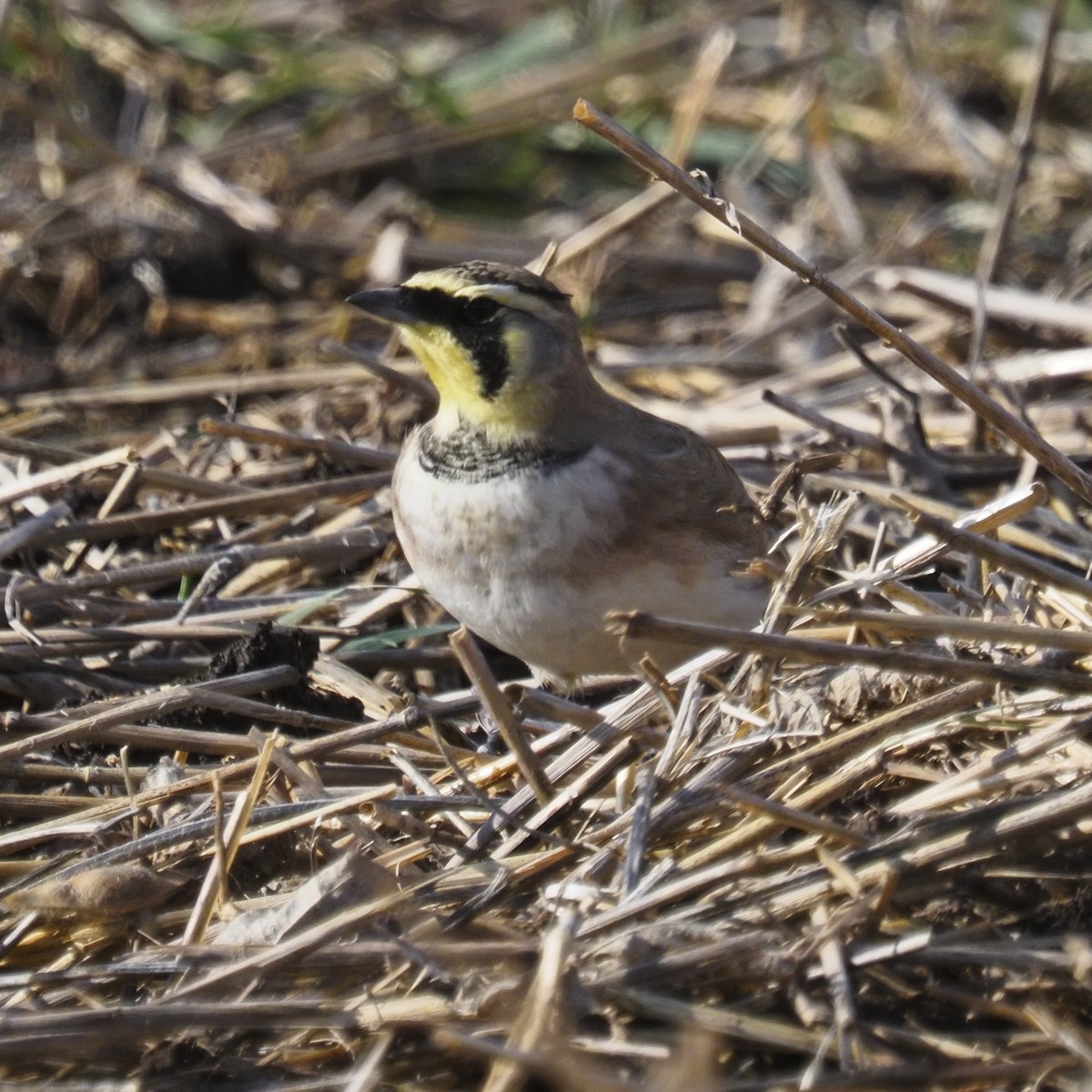 Horned Lark - ML646722669