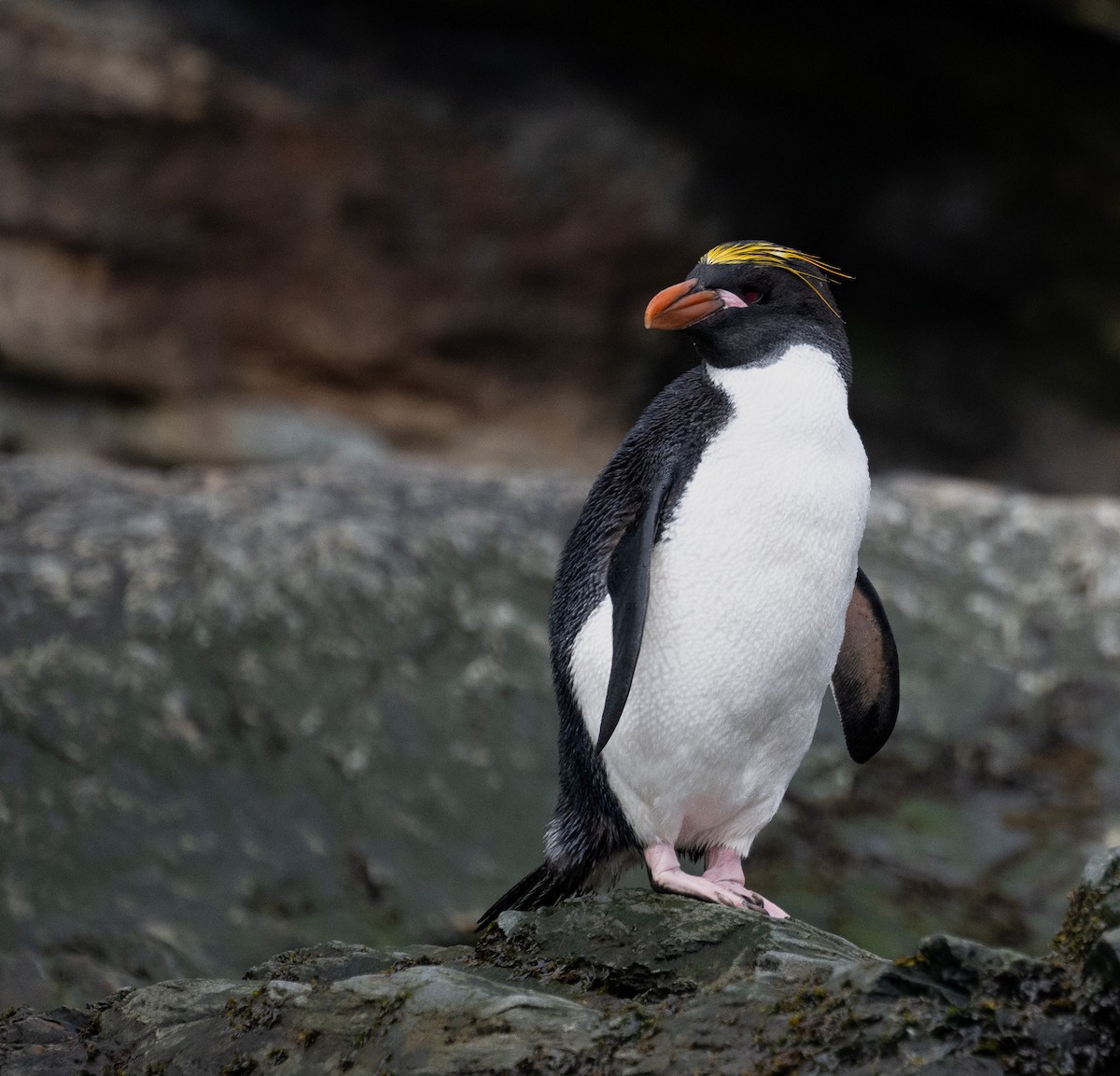 Macaroni Penguin - ML646722671