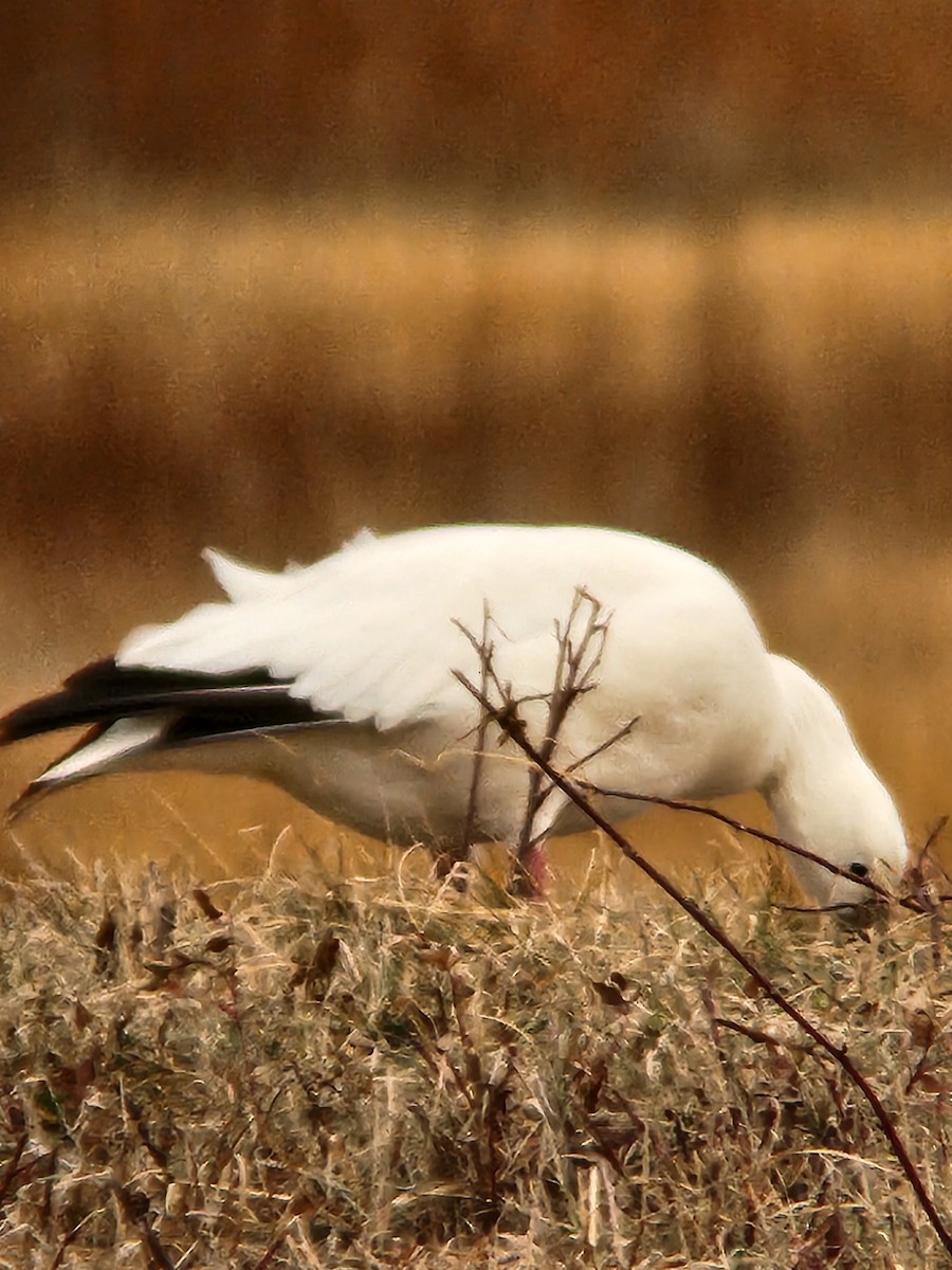 Ross's Goose - ML646722673