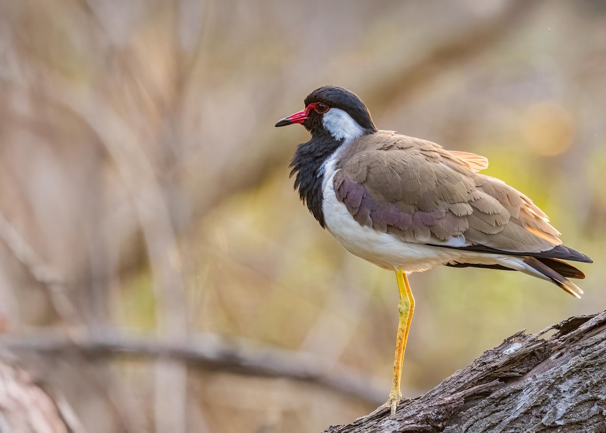Red-wattled Lapwing - ML646722676