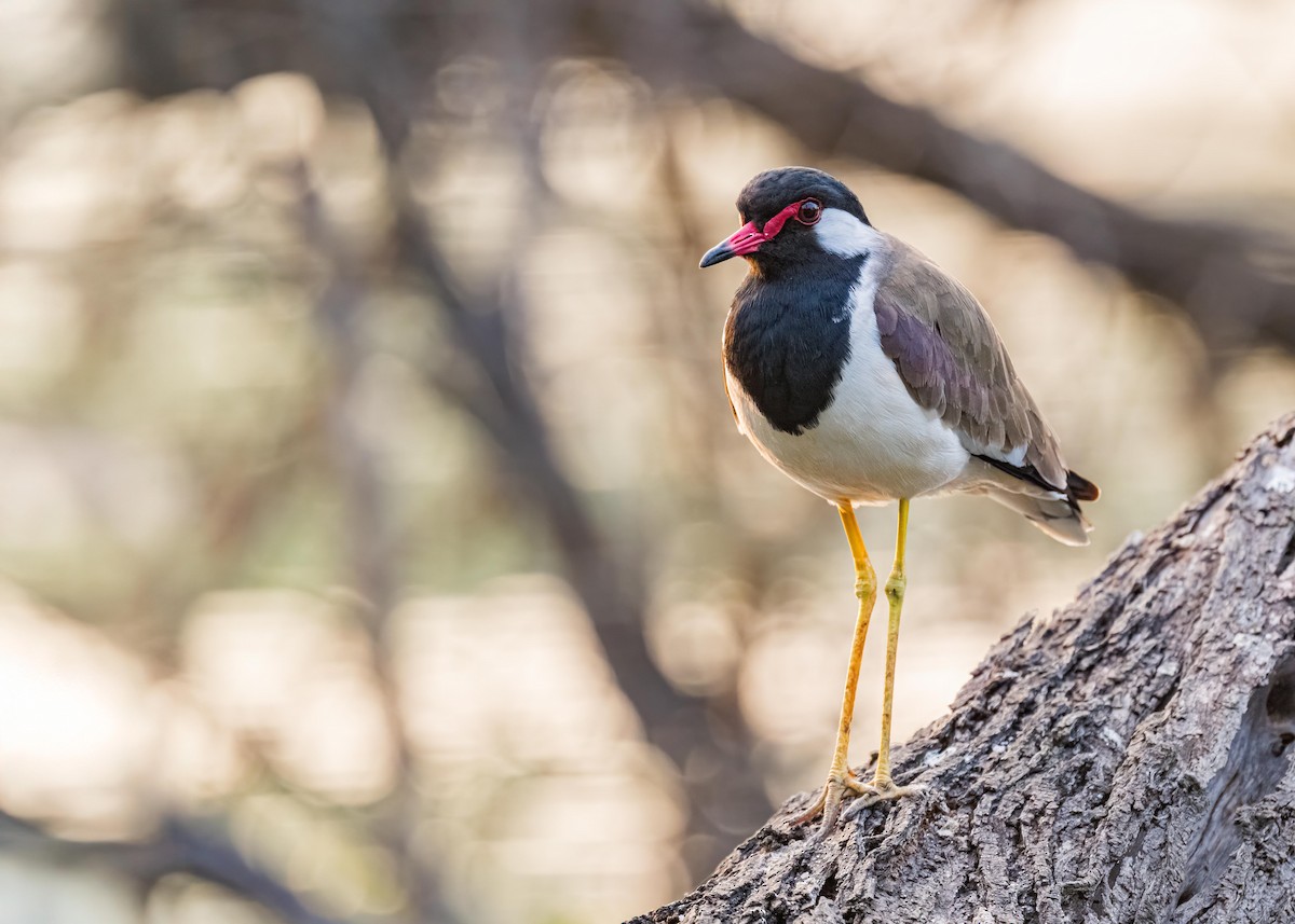 Red-wattled Lapwing - ML646722677