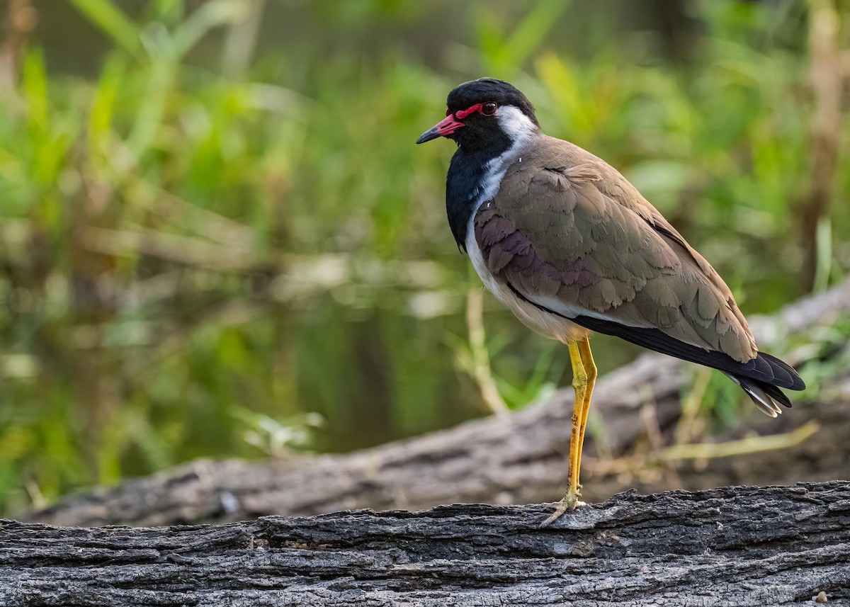 Red-wattled Lapwing - ML646722678