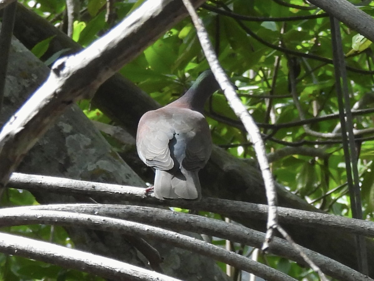 Paloma Colorada - ML646722679