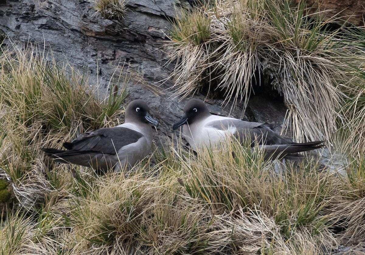 Light-mantled Albatross - ML646722681