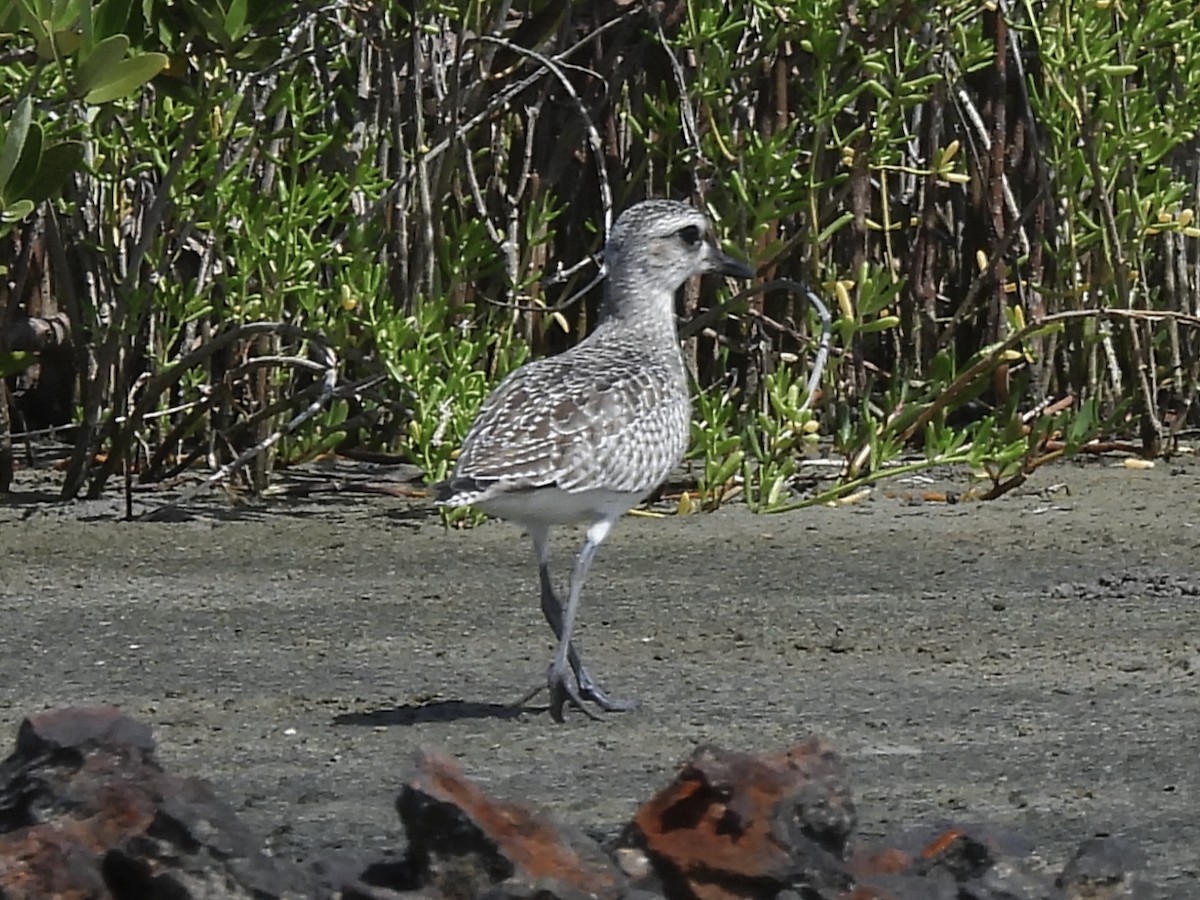 Black-bellied Plover - ML646722683