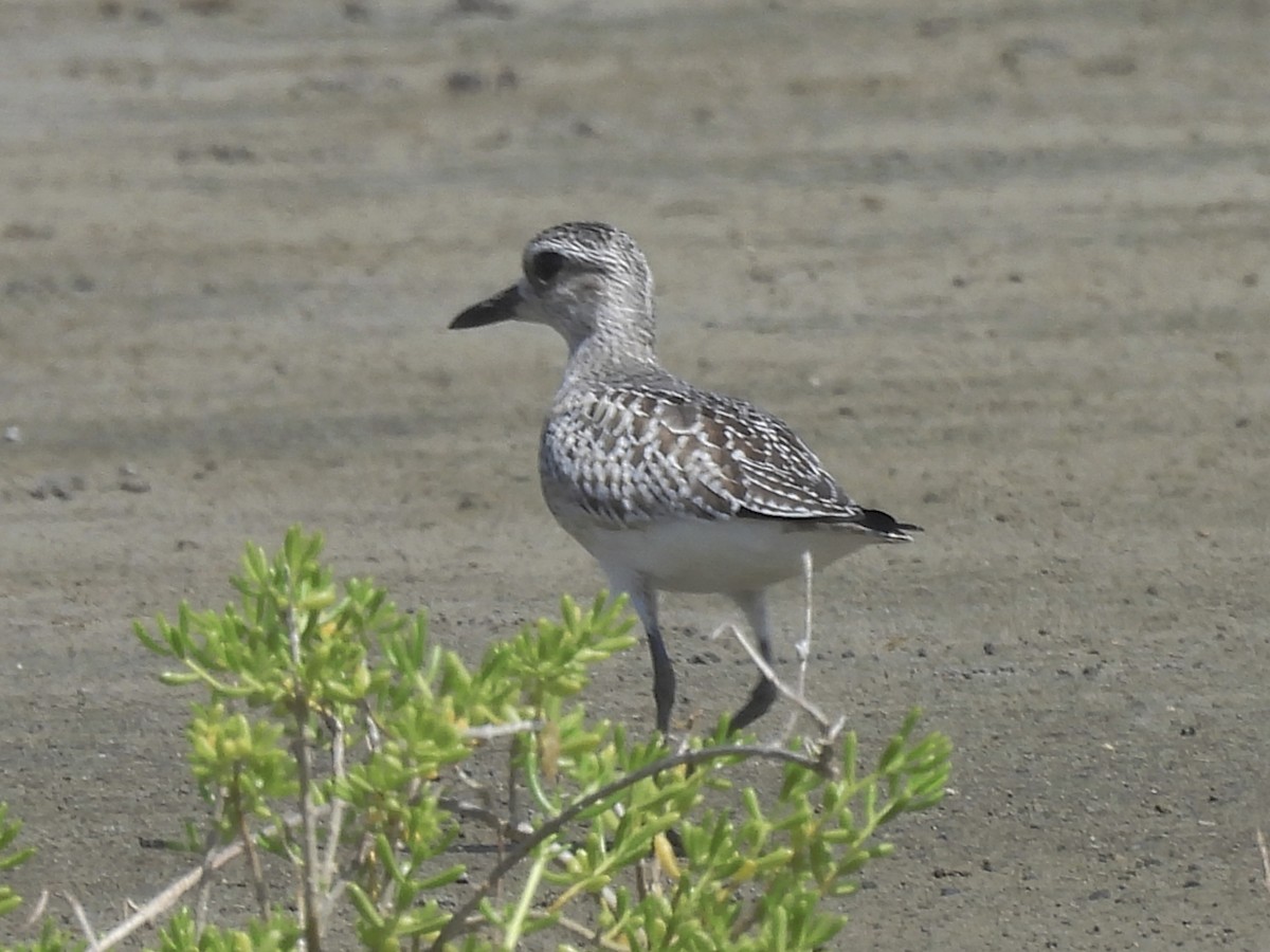 Black-bellied Plover - ML646722684