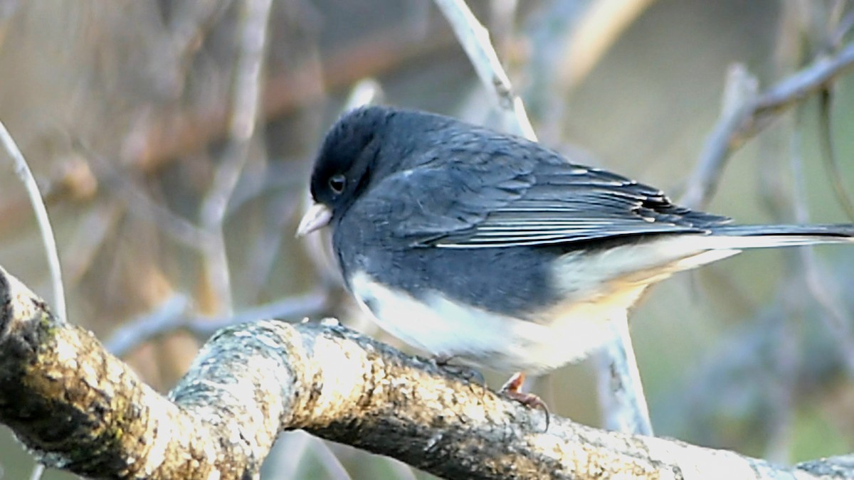 Dark-eyed Junco - ML646722687