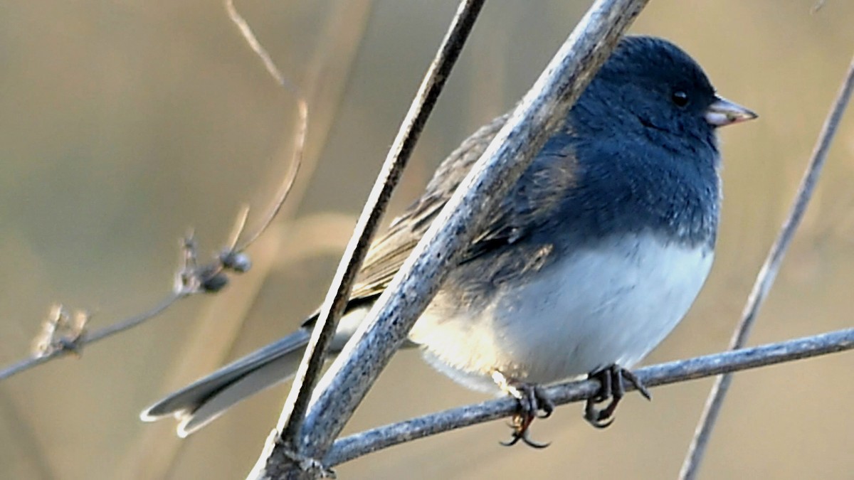 Dark-eyed Junco - ML646722688