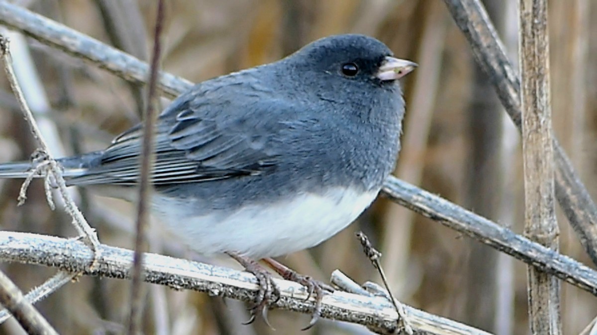Dark-eyed Junco - ML646722689