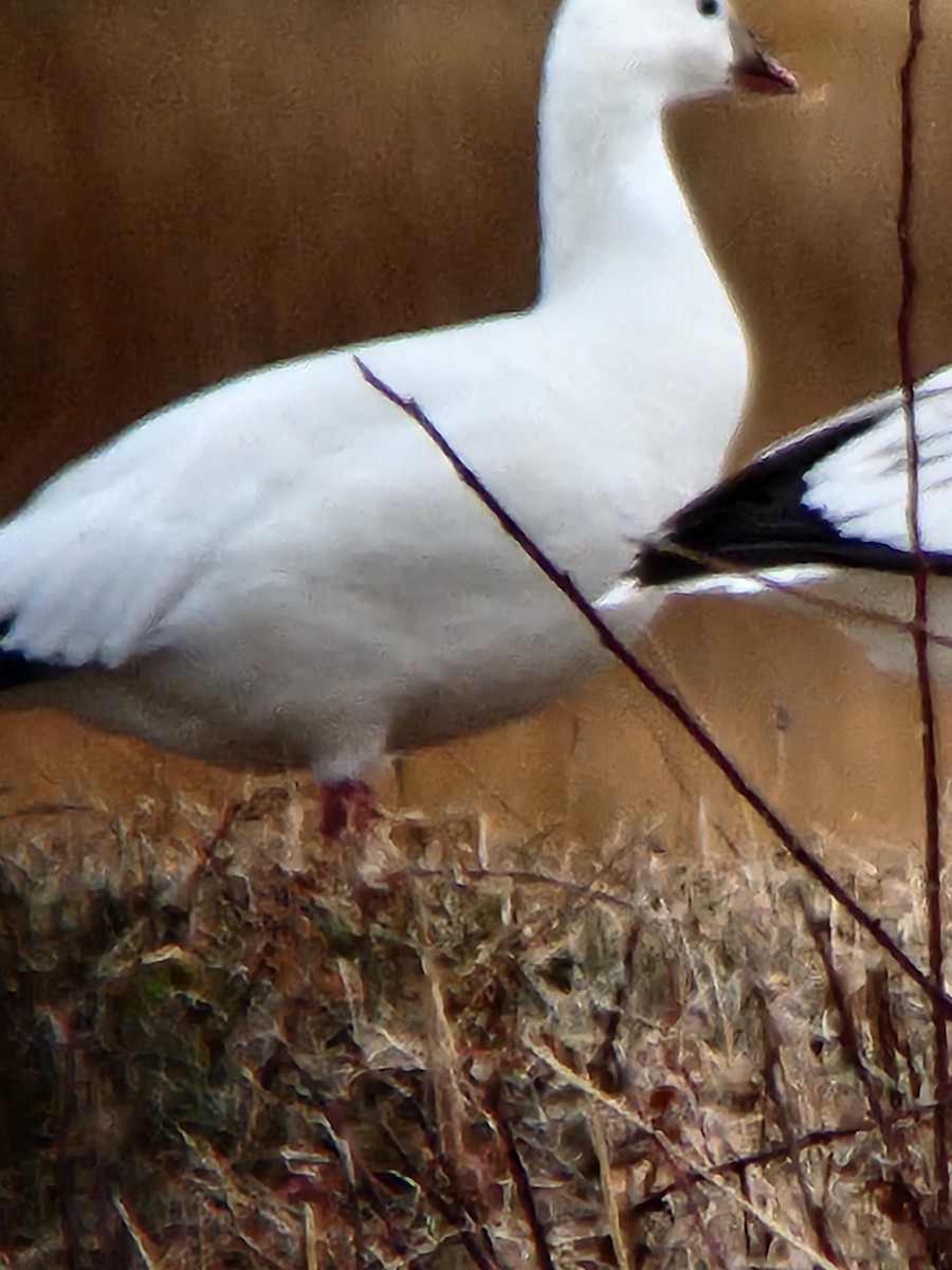 Ross's Goose - ML646722690