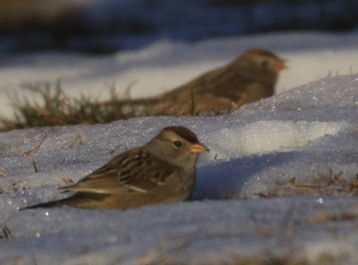 White-crowned Sparrow (Gambel's) - ML646722693