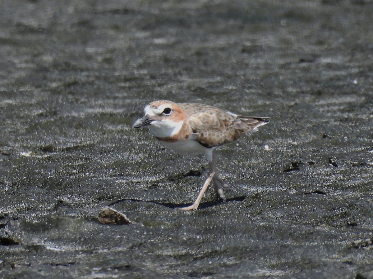 Wilson's Plover - ML646722694